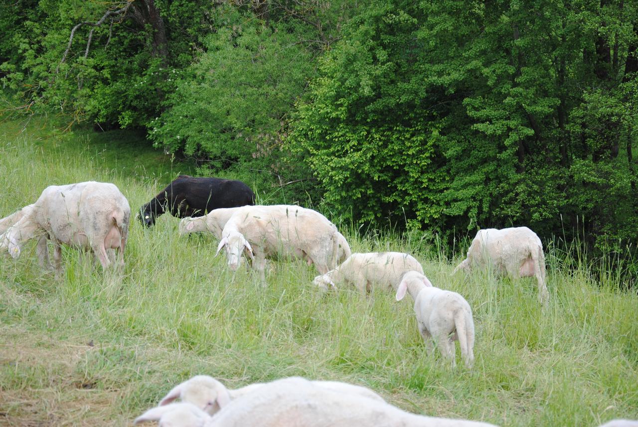 Landgasthof Seyrlberg Reichenau im Mühlkreis Exteriör bild
