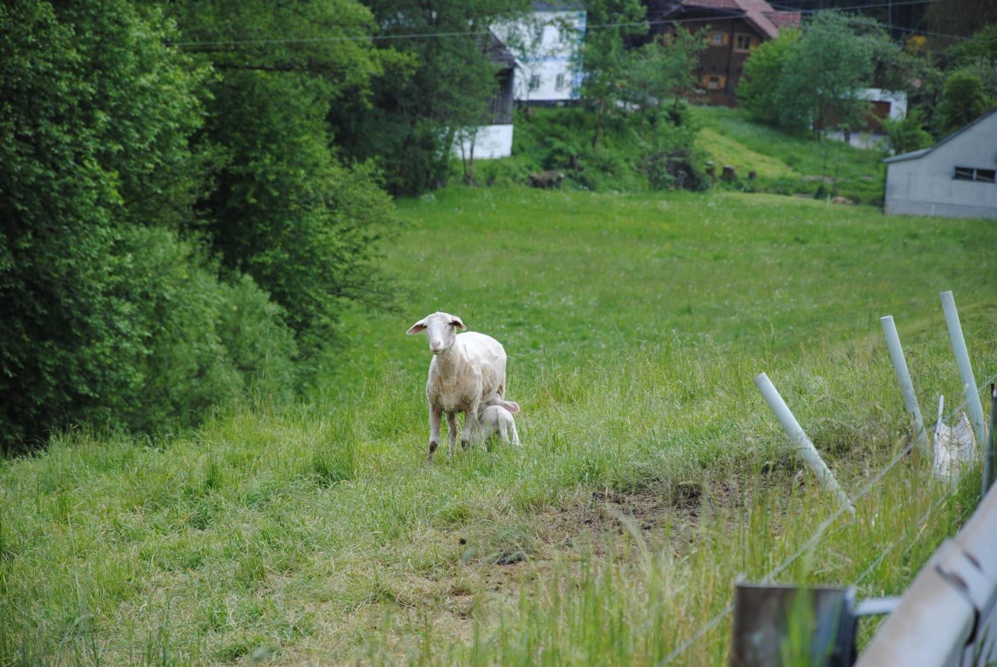 Landgasthof Seyrlberg Reichenau im Mühlkreis Exteriör bild